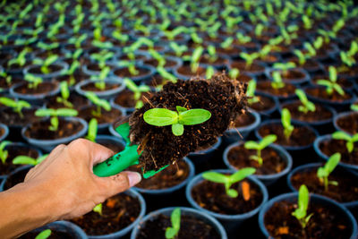 Close-up of hand holding plant