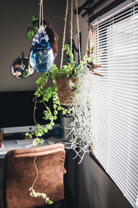 Potted plant on window