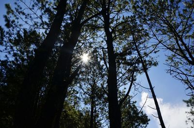 Sun shining through trees