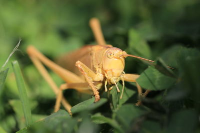 Close-up of insect on leaf