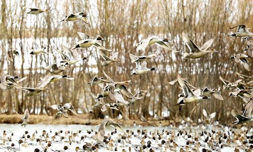 Birds in water