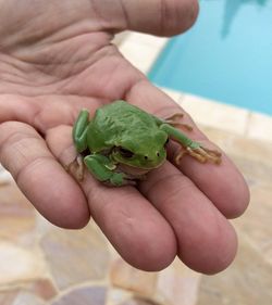 Close-up of cropped hand holding frog