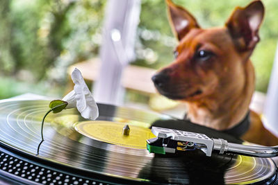 Close-up of dog listening music on vinyle