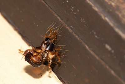 High angle view of bee on wood