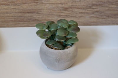 plant