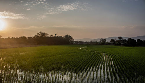 Scenic view of agricultural field against sky at sunset