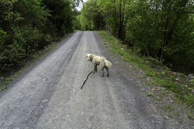 View of cat walking on road in forest