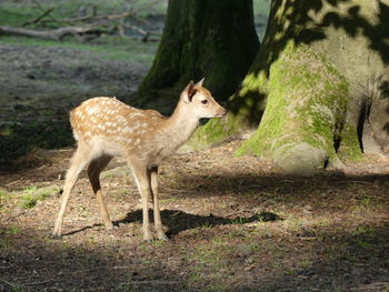 Side view of deer standing on field