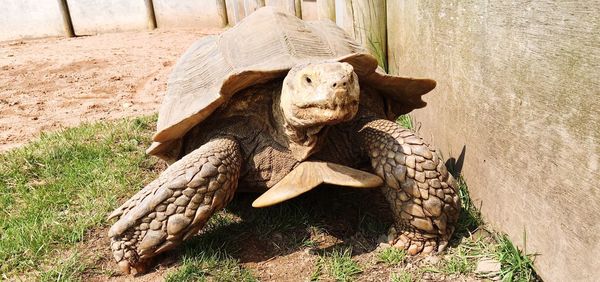 Close-up of turtle