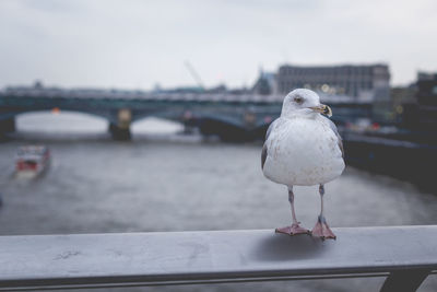 Close-up of seagull perching on retaining wall by river against sky
