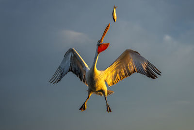 Low angle view of bird flying against sky