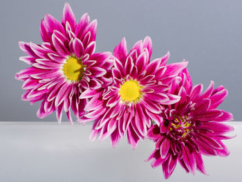 Close-up of pink dahlia blooming outdoors