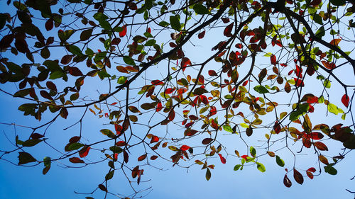 Low angle view of tree against clear sky