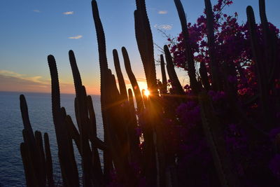 Low angle view of cactus against sky during sunset