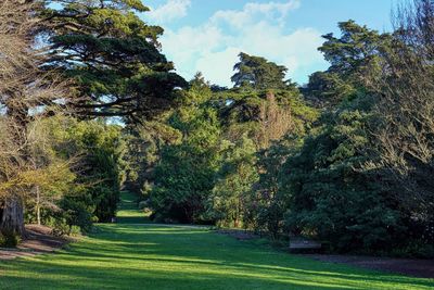 Scenic view of trees against sky