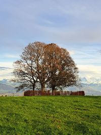 Tree on field against sky