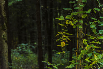 Close-up of plant growing in forest