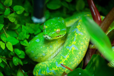 Close-up of lizard on tree