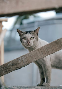 Close-up portrait of a cat