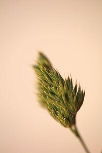 Close-up of plant against white background