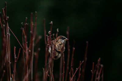 Close-up of insect on dry plant