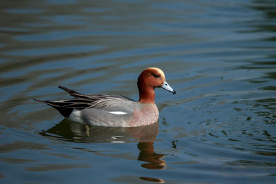 Close-up of duck swimming in lake