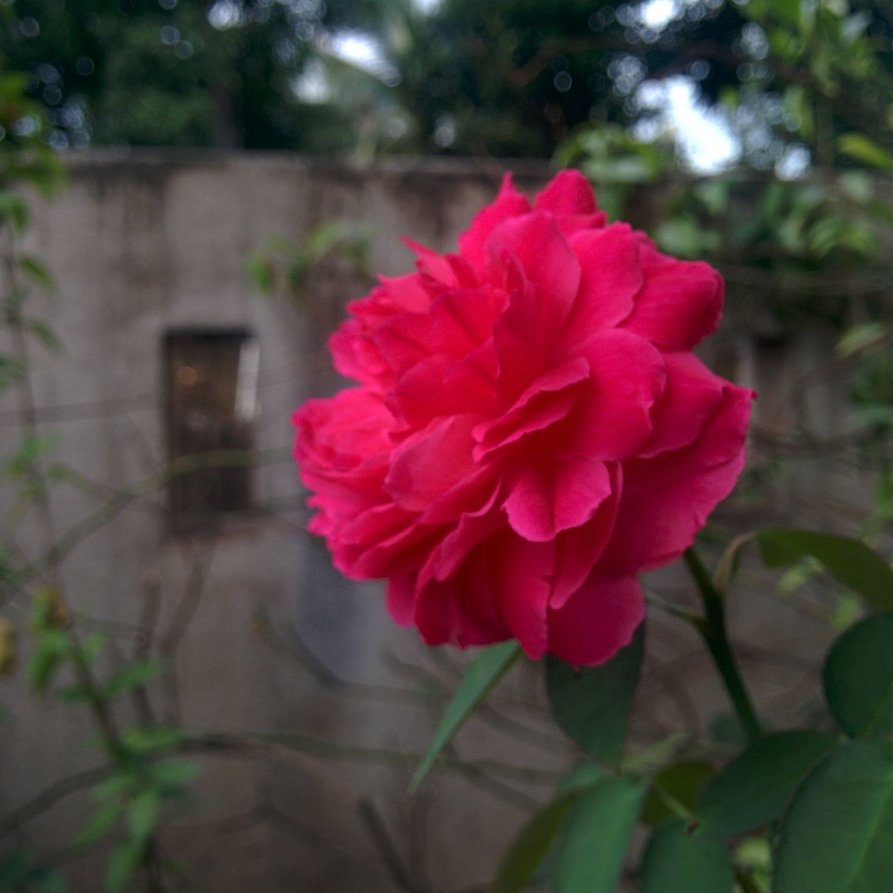 flower, petal, nature, beauty in nature, growth, plant, no people, fragility, outdoors, blooming, day, red, freshness, focus on foreground, flower head, pink color, close-up