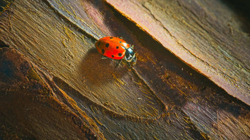 ladybug