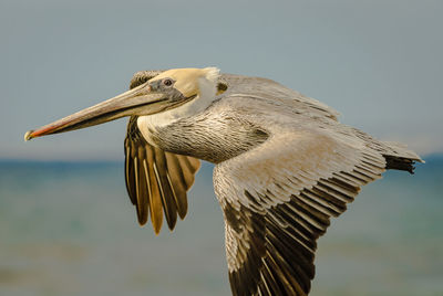 Close-up of a bird flying against the sky