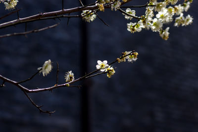 Close-up of cherry blossoms in spring