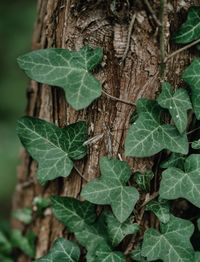 High angle view of leaves on tree trunk