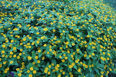 Full frame shot of yellow flowering plants