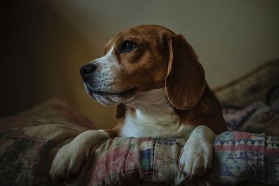 Close-up of dog looking away