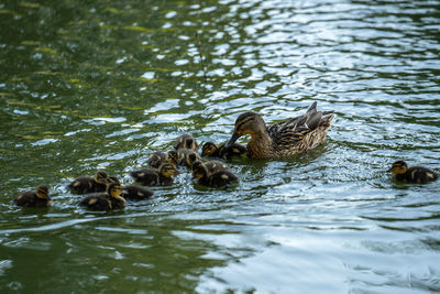 Ducks swimming in lake