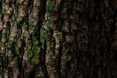 Full frame shot of tree trunk