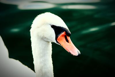 Close-up of swan swimming in lake