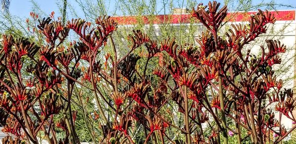 Close-up of flowering plants on field against sky