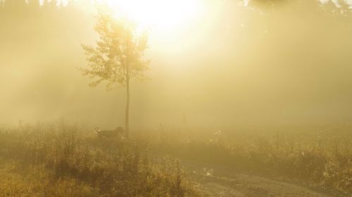Sun shining through trees