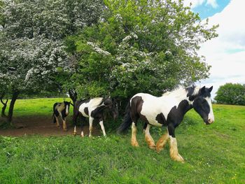 Cows grazing in field