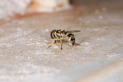 Close-up of insect on sand