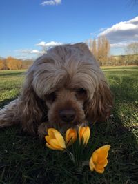 Portrait of dog on field