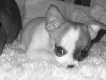 Close-up of a dog sleeping