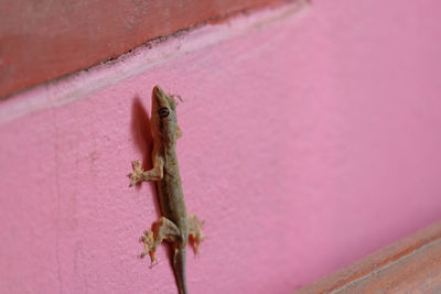 Close-up of lizard on wall