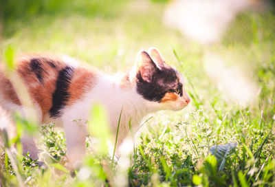 Close-up of cat on grass