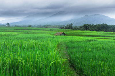 Scenic view of rice field against sky