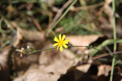 Close-up of yellow flowering plant