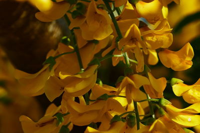 Close-up of yellow flowers
