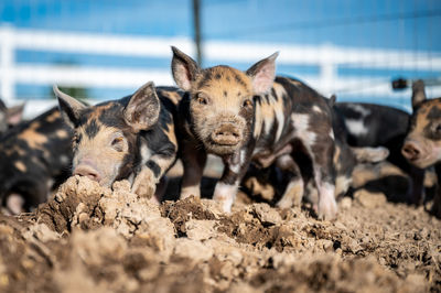 Brown, black and white piglets playing