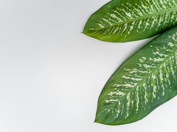 Close-up of green leaves against white background