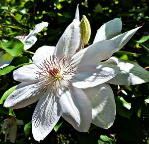 Close-up of white flower